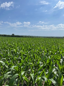 Under Contract -- Tract 2 80+/- Acres Holt County, MO - image 19