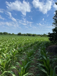 Under Contract -- Tract 2 80+/- Acres Holt County, MO - image 7