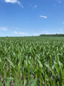Under Contract -- Tract 2 80+/- Acres Holt County, MO - image 11
