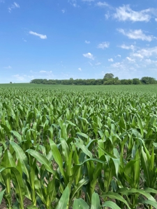 Under Contract -- Tract 2 80+/- Acres Holt County, MO - image 10
