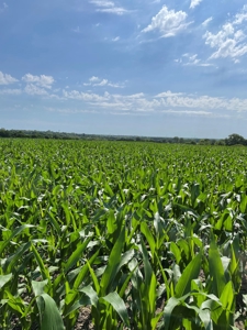 Under Contract -- Tract 2 80+/- Acres Holt County, MO - image 20