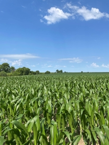 Under Contract -- Tract 2 80+/- Acres Holt County, MO - image 4