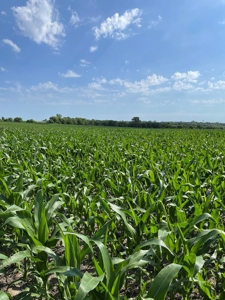 Under Contract -- Tract 2 80+/- Acres Holt County, MO - image 18