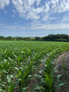 Under Contract -- Tract 2 80+/- Acres Holt County, MO - image 9