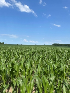 Under Contract -- Tract 2 80+/- Acres Holt County, MO - image 5