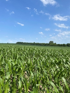 Under Contract -- Tract 2 80+/- Acres Holt County, MO - image 6