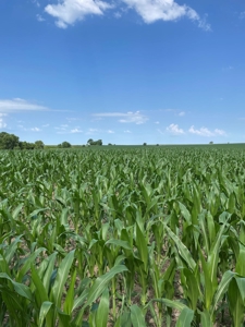 Under Contract -- Tract 2 80+/- Acres Holt County, MO - image 12