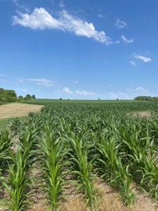 Under Contract -- Tract 2 80+/- Acres Holt County, MO - image 2