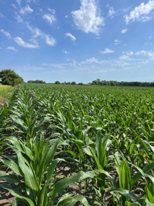 Under Contract -- Tract 2 80+/- Acres Holt County, MO - image 17