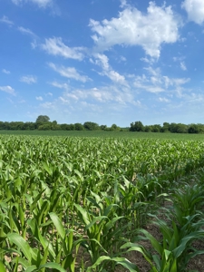 Under Contract -- Tract 2 80+/- Acres Holt County, MO - image 8