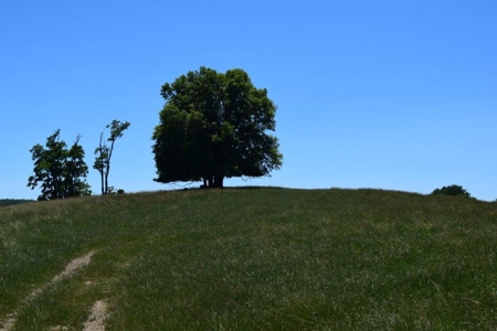 Farmland for Sale in Floyd VA - image 8