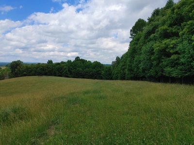 Farmland for Sale in Floyd VA - image 25