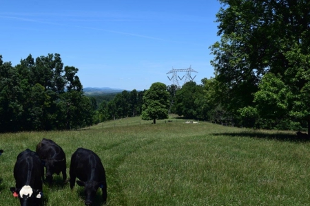 Farmland for Sale in Floyd VA - image 9