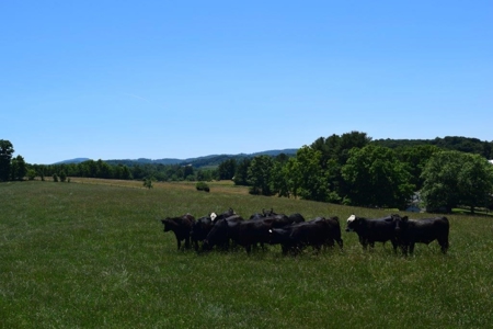 Farmland for Sale in Floyd VA - image 15