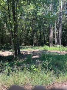 Recreational Land For Sale in Avinger Texas - image 3