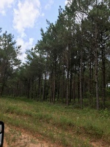 Recreational Land For Sale in Avinger Texas - image 1