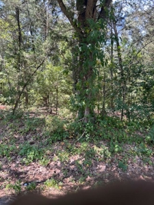 Recreational Land For Sale in Avinger Texas - image 4