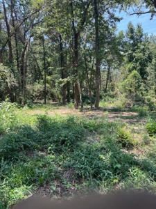 Recreational Land For Sale in Avinger Texas - image 5