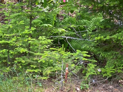 Maine Investment Land for Sale - image 33