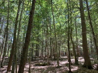 Maine Investment Land for Sale - image 20