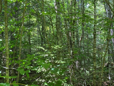 Maine Investment Land for Sale - image 11
