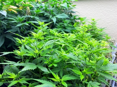 Nebraska hemp grow greenhouses for sale - image 24