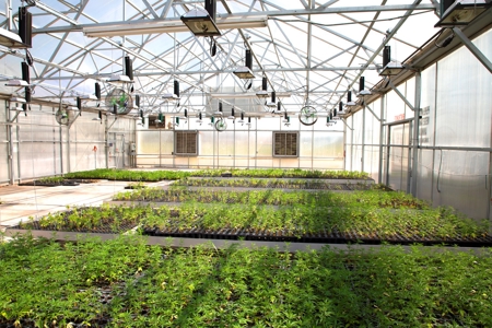 Nebraska hemp grow greenhouses for sale - image 9