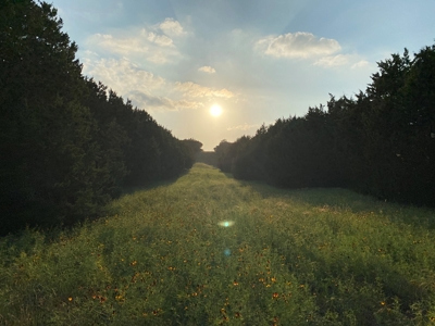 Hunting Land for Sale in Texas - 528 Acres in Coryell County - image 45