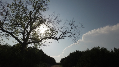 Hunting Land for Sale in Texas - 528 Acres in Coryell County - image 49