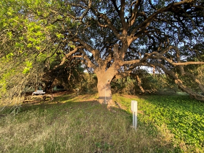 Hunting Land for Sale in Texas - 528 Acres in Coryell County - image 28