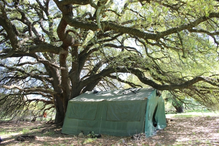 Hunting Land for Sale in Texas - 528 Acres in Coryell County - image 25