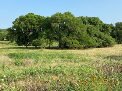 Hunting Land for Sale in Texas - 528 Acres in Coryell County - image 18