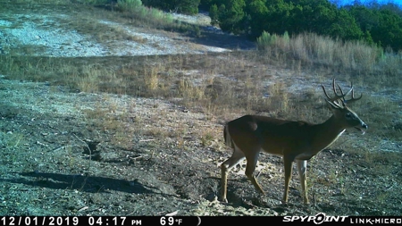 Hunting Land for Sale in Texas - 528 Acres in Coryell County - image 11