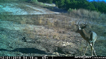 Hunting Land for Sale in Texas - 528 Acres in Coryell County - image 20