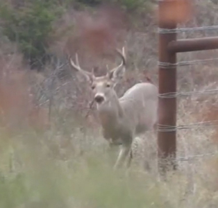 Hunting Land for Sale in Texas - 528 Acres in Coryell County - image 13