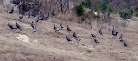 Hunting Land for Sale in Texas - 528 Acres in Coryell County - image 14