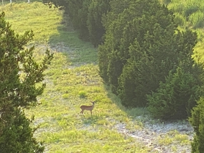 Hunting Land for Sale in Texas - 528 Acres in Coryell County - image 23