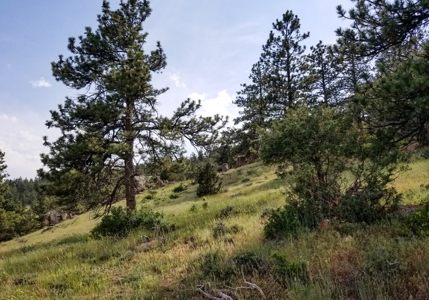 Camp or Build on This Beautiful Mountain Lot - image 18