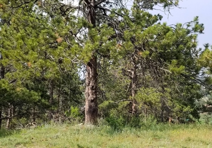 Camp or Build on This Beautiful Mountain Lot - image 15