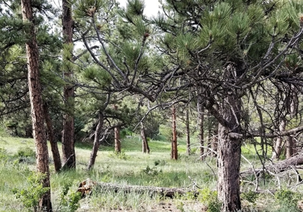 Camp or Build on This Beautiful Mountain Lot - image 27