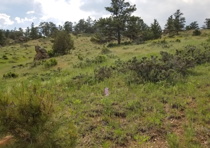 Camp or Build on This Beautiful Mountain Lot - image 2