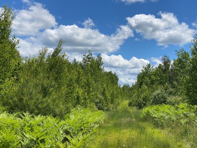 Birch Stream Forest - image 13