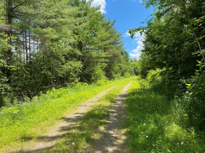 Birch Stream Forest - image 15