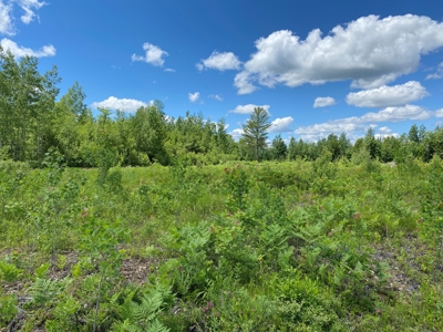 Birch Stream Forest - image 9