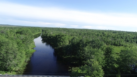 Birch Stream Forest - image 1