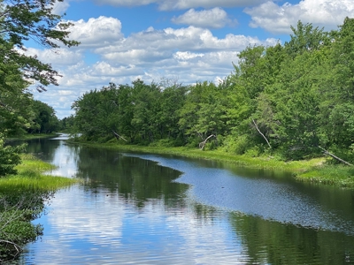 Birch Stream Forest - image 17