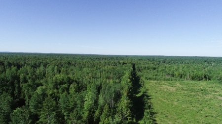 Birch Stream Forest - image 4
