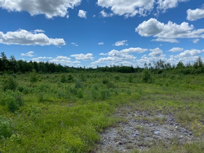 Birch Stream Forest - image 11