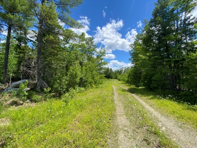Birch Stream Forest - image 10