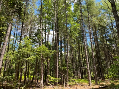 Birch Stream Forest - image 14